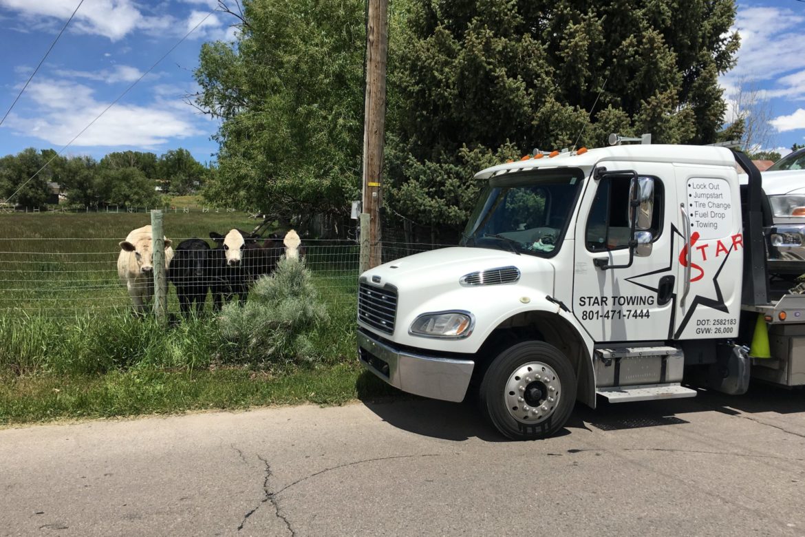 White Lightning with cows
